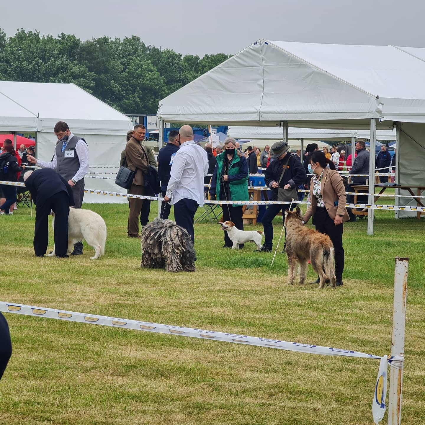 Picardy Sheepdog / Berger Picard at Southern Counties Championship Show