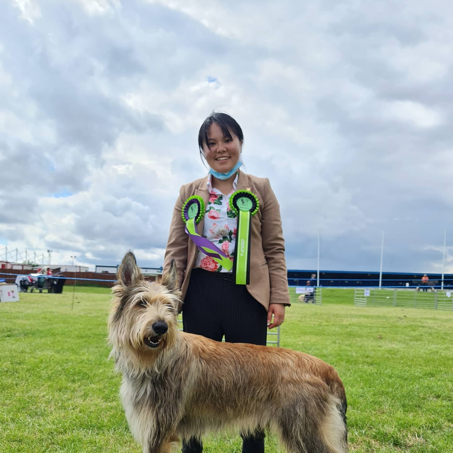 Picardy Sheepdog / Berger Picard at East of England Open Show