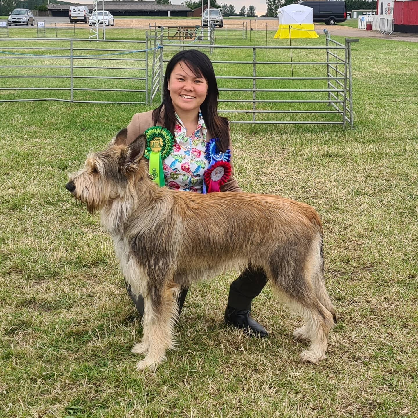 Picardy Sheepdog / Berger Picard at East of England Championship Show
