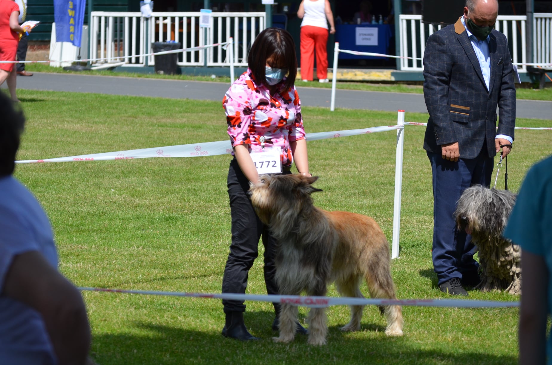 Picardy Sheepdog / Berger Picard at National Working & Pastoral Breeds Society Championship Show