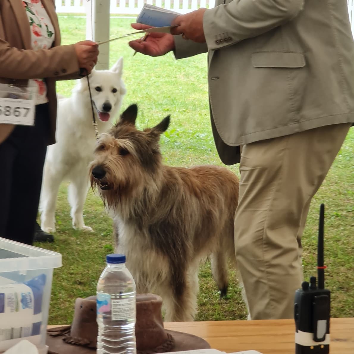 Picardy Sheepdog / Berger Picard at Bath Canine Society Championship Show