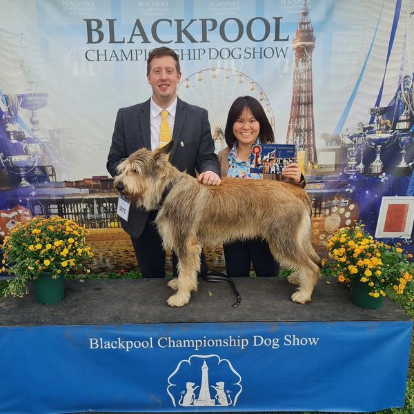 Picardy Sheepdog / Berger Picard at Blackpool & District Canine Society Championship Show
