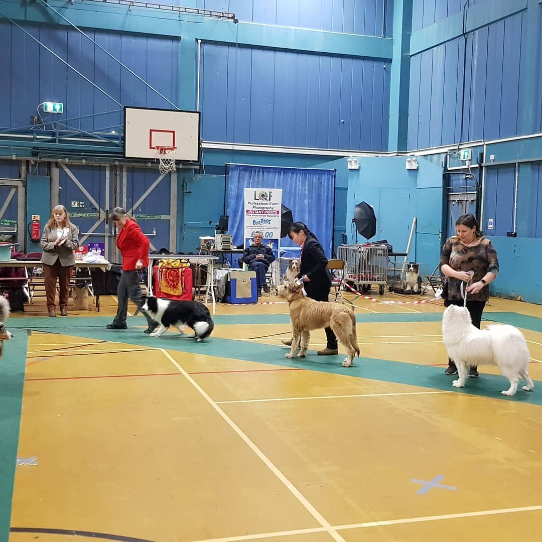 Picardy Sheepdog / Berger Picard at Swindon & District Canine Society Open Show