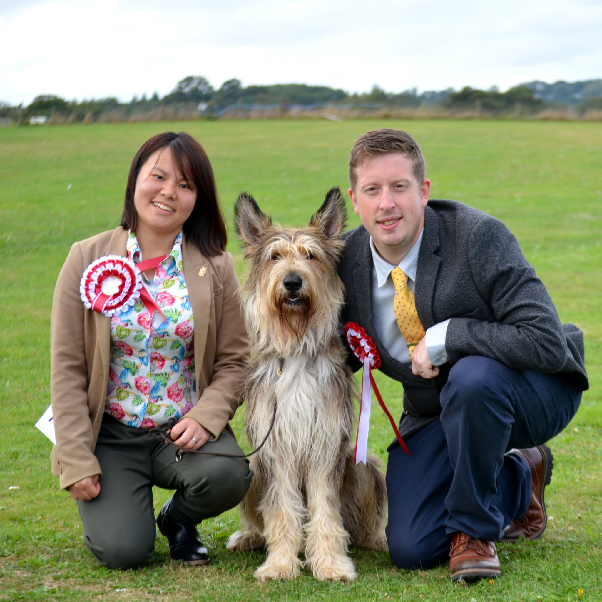 Picardy Sheepdog / Berger Picard at Poole Premier Open Show