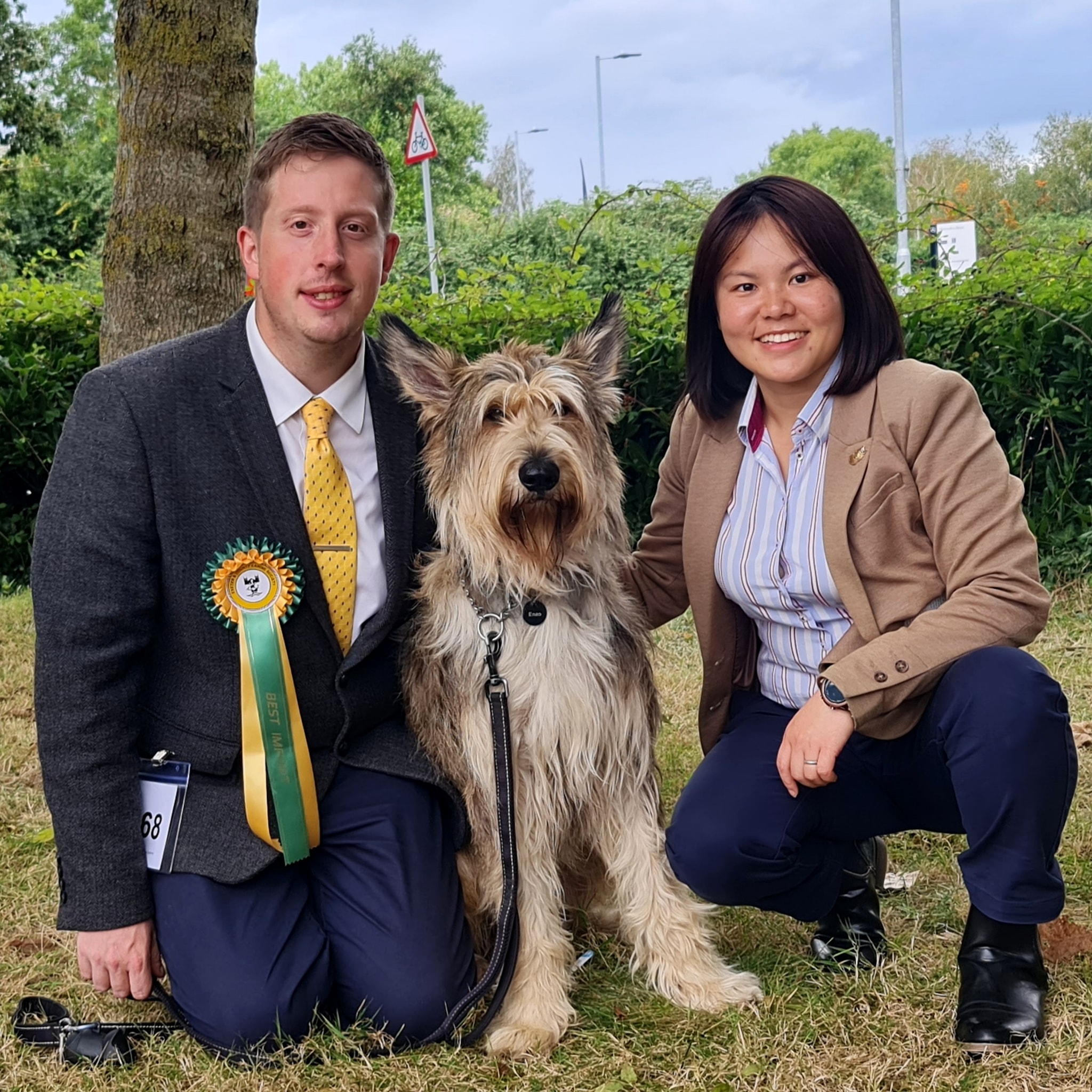 Picardy Sheepdog / Berger Picard at Exeter & County Premier Open Show