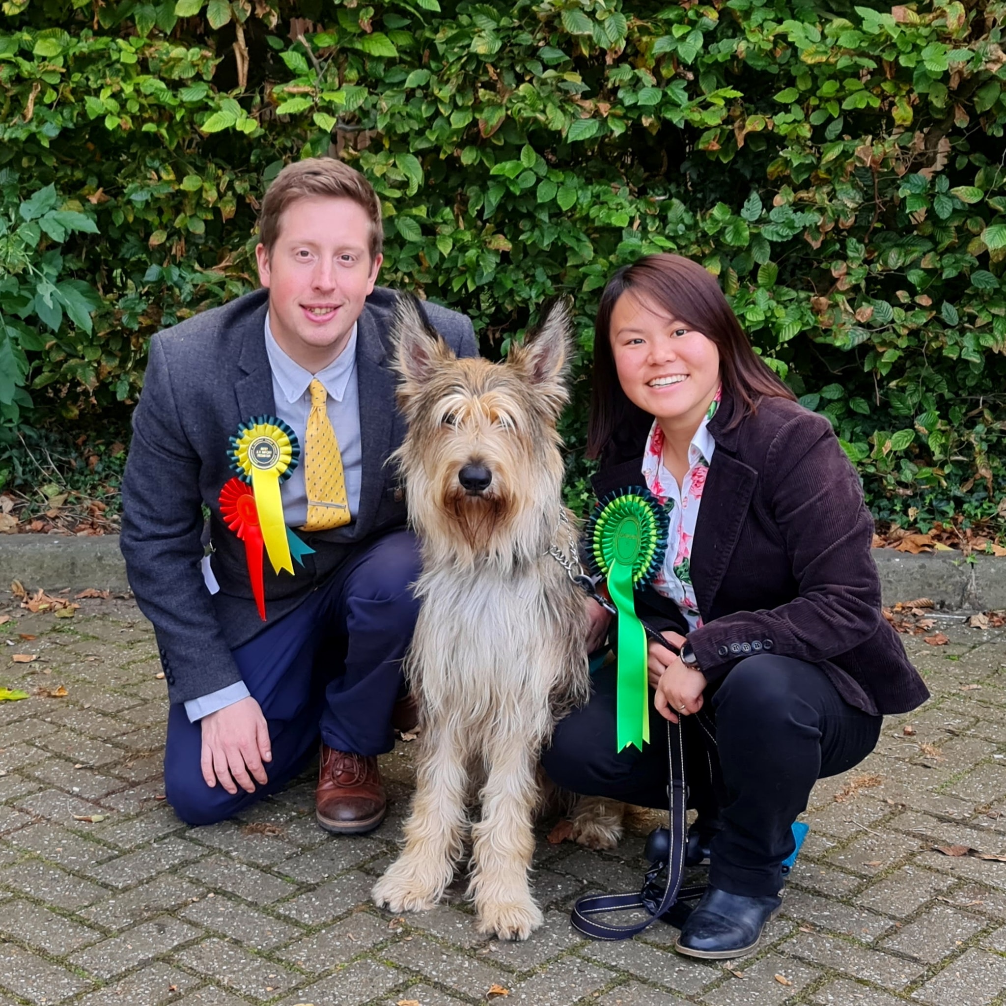 Picardy Sheepdog / Berger Picard at Gravesend and Medway Towns Canine Society Open Show