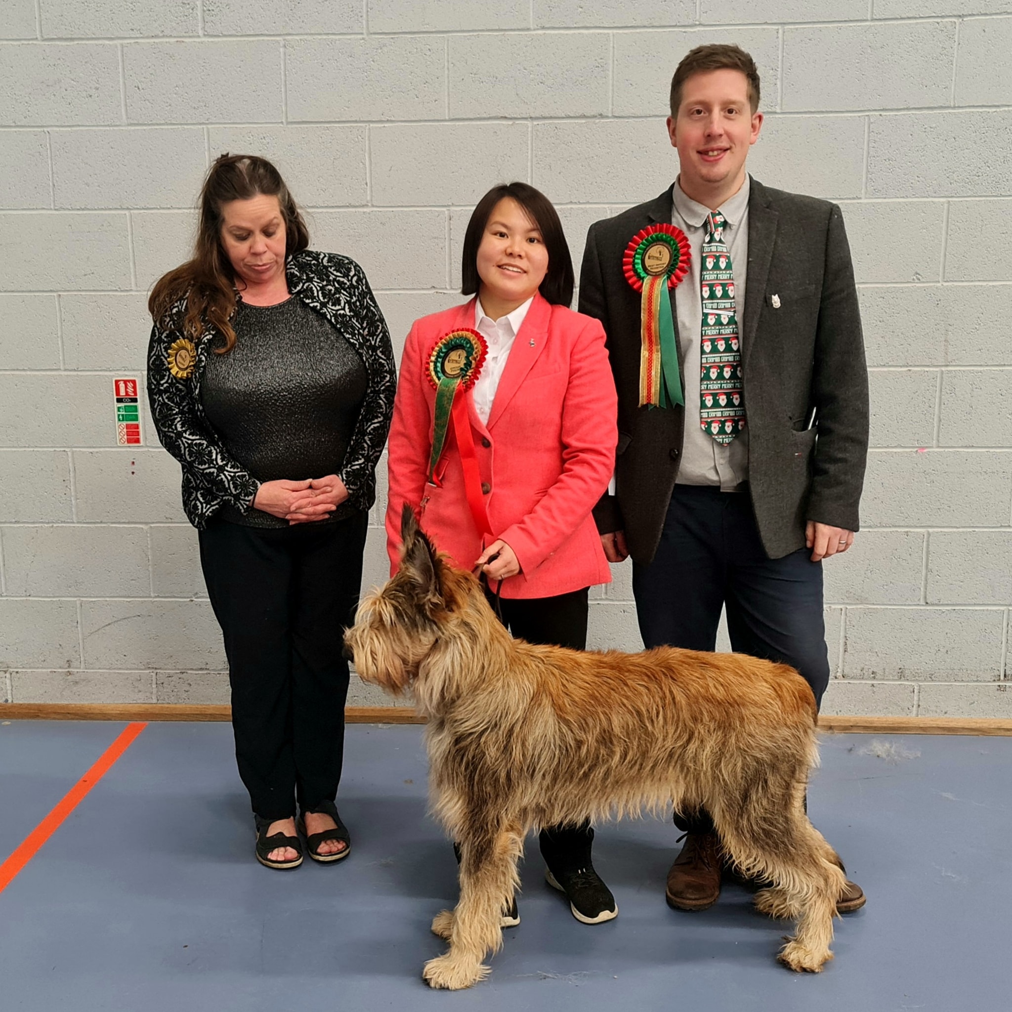 Picardy Sheepdog / Berger Picard at Oakengates & District Canine Society Open Show