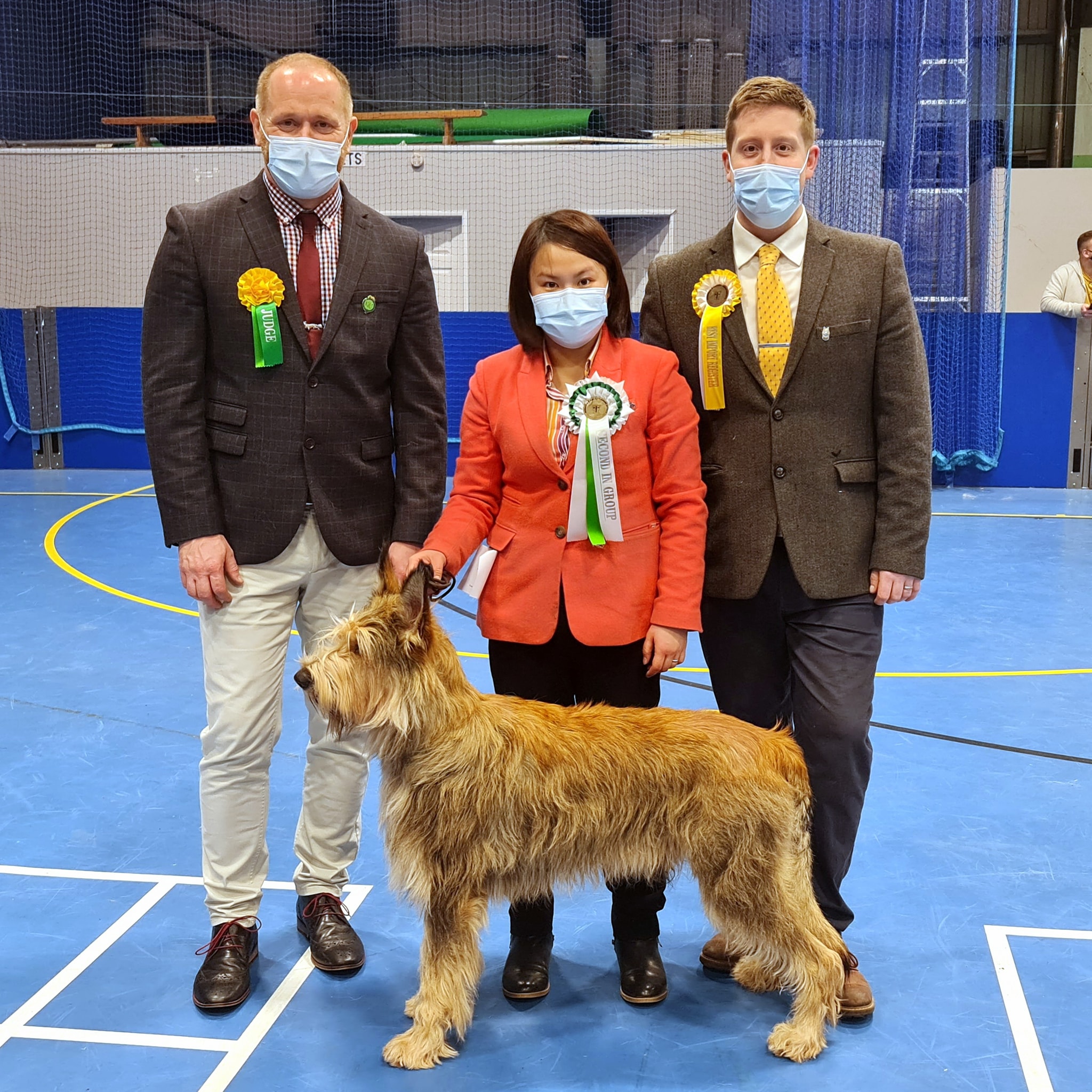 Picardy Sheepdog / Berger Picard at Nuneaton & District Canine Society Open Show