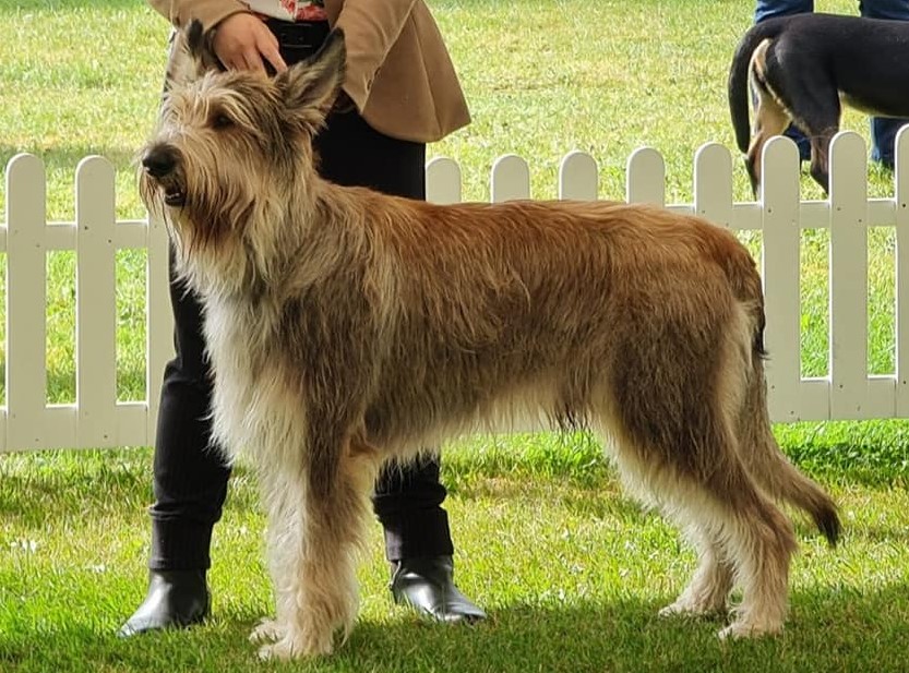 Enzotica Berger Picard / Picardy Sheepdog