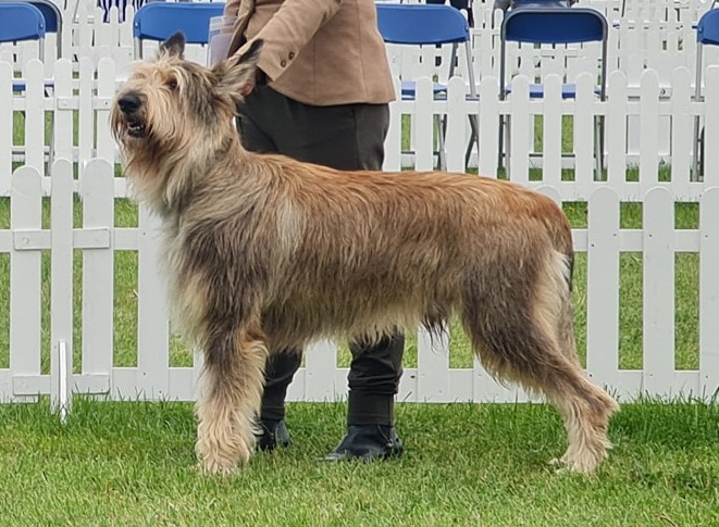 Enzotica Berger Picard / Picardy Sheepdog