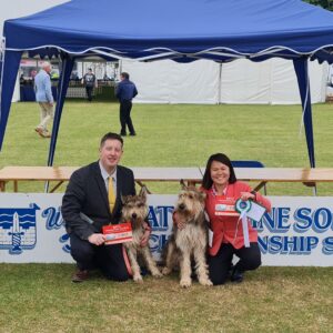 Picardy Sheepdog / Berger Picard at Batch Canine Society Championship Show