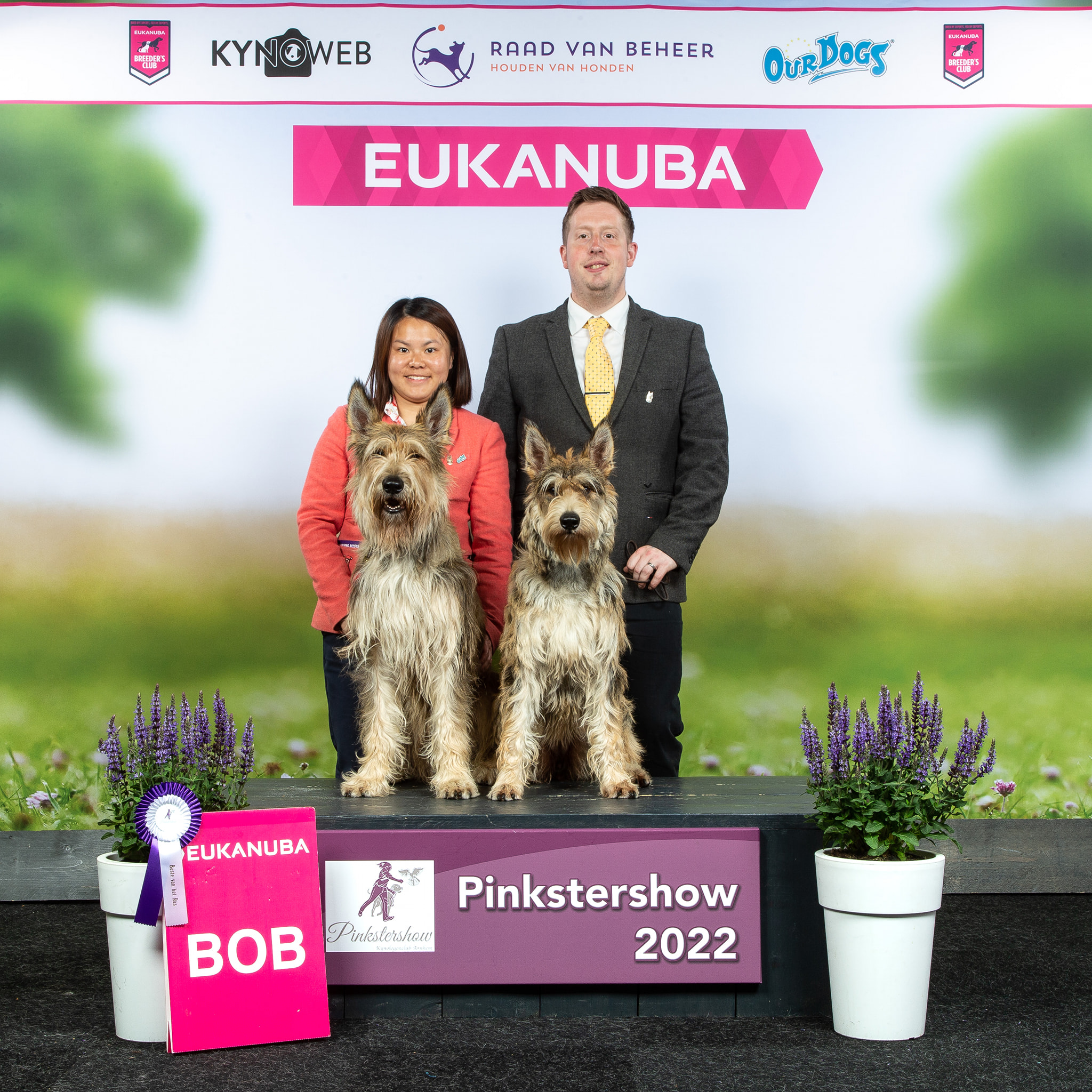 Picardy Sheepdog / Berger Picard at the Pinkstershow, Gorinchem, Netherlands