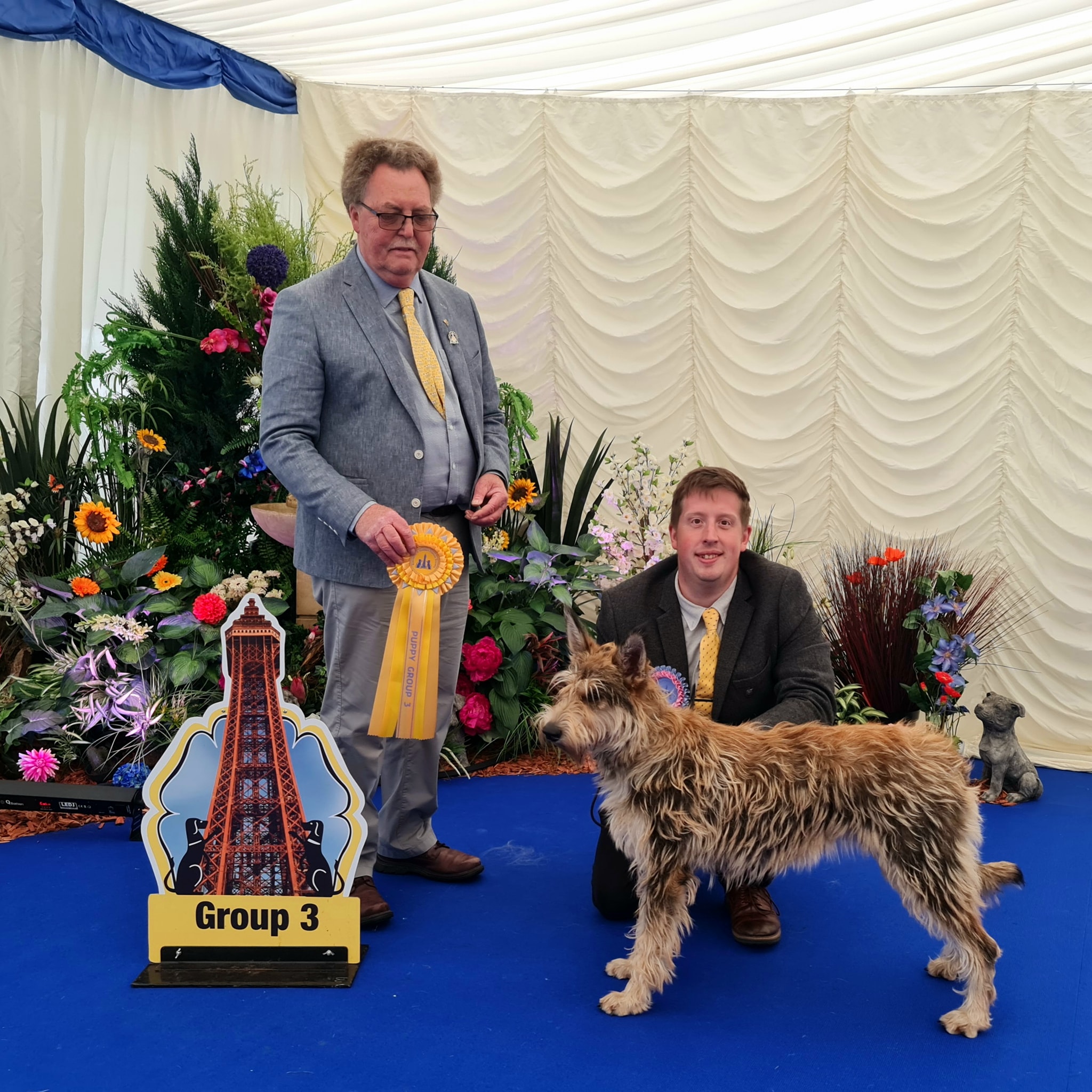 Picardy Sheepdog / Berger Picard at Blackpool Championship Show