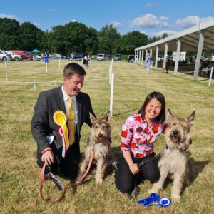 Picardy Sheepdog / Berger Picard at Royal Cheshire Premier Open Show
