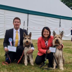 Picardy Sheepdog / Berger Picard at Leeds Championship Show
