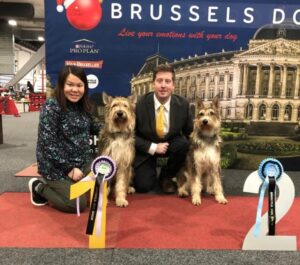Picardy Sheepdog / Berger Picard at Brussels International Dog Show